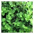 Pincushion Boxwood