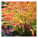 Katsura