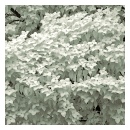 Chinese Dogwood