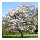 Ballerina Serviceberry