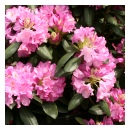 English Roseum Rhododendrum