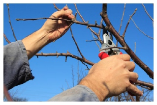 Click to go to Horticulture Page