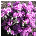 PJM Rhododendrum