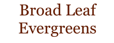 Broad Leaf Evergreens