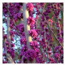 Red Bud Tree