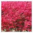 Dwarf Burning Bush