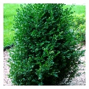 Green Mountain Boxwood