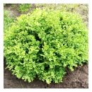 Green Velvet Boxwood