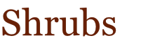Shrubs