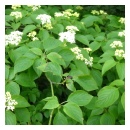 Pagoda Dogwood