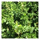 Sarcoxie Euonymus