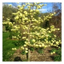 Columnar Tulip Tree